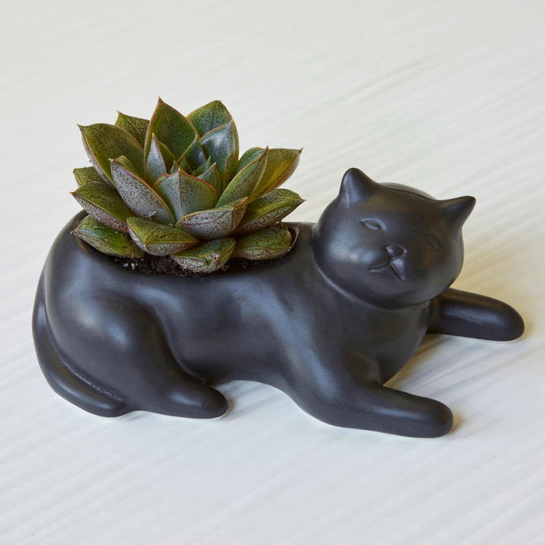 kikkerland maceta de porcelana gato negro